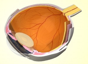cross section of eye